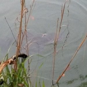 Meet your Posher, Janie